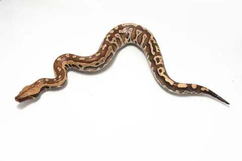 Sumatran Red Blood Python (Python curtis curtis) commonly known as red short-tai Stock Photos