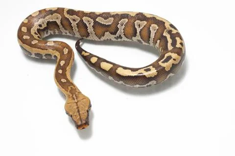 Sumatran Red Blood Python (Python curtis curtis) commonly known as red short-tai Photos