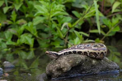 Sumatran Red Blood Python (Python curtis curtis) commonly known as red short-tai 写真素材