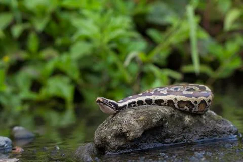 Sumatran Red Blood Python (Python curtis curtis) commonly known as red short-tai Stock Photos
