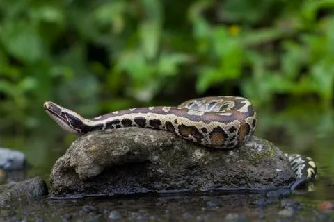 Sumatran Red Blood Python (Python curtis curtis) commonly known as red short-tai 写真素材