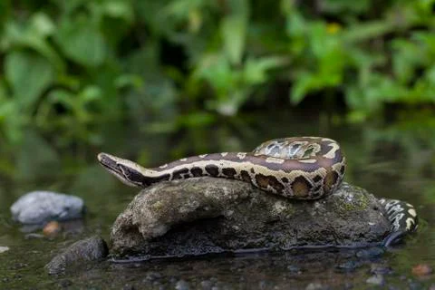 Sumatran Red Blood Python (Python curtis curtis) commonly known as red short-tai 스톡 사진