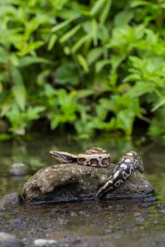 Sumatran Red Blood Python (Python curtis curtis) commonly known as red short-tai 写真素材