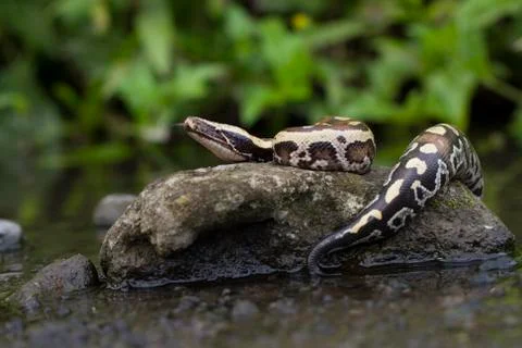 Sumatran Red Blood Python (Python curtis curtis) commonly known as red short-tai Stock Photos