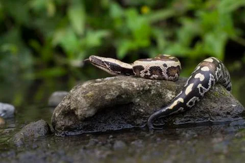 Sumatran Red Blood Python (Python curtis curtis) commonly known as red short-tai Photos