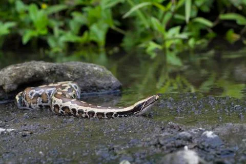 Sumatran Red Blood Python (Python curtis curtis) commonly known as red short-tai Stock Photos