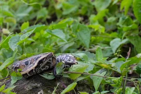 Sumatran Red Blood Python (Python curtis curtis) commonly known as red short-tai 스톡 사진