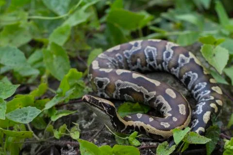 Sumatran Red Blood Python (Python curtis curtis) commonly known as red short-tai 写真素材