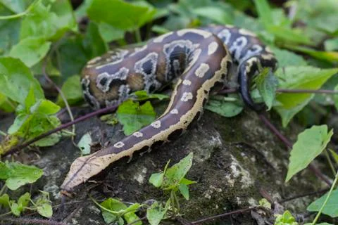 Sumatran Red Blood Python (Python curtis curtis) commonly known as red short-tai Foto stock