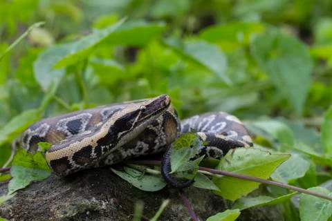 Sumatran Red Blood Python (Python curtis curtis) commonly known as red short-tai Photos