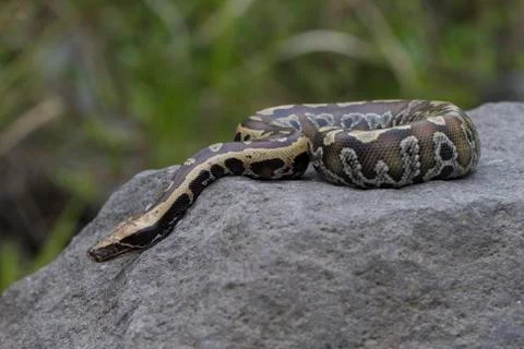 Sumatran Red Blood Python (Python curtis curtis) commonly known as red short-tai Stock Photos