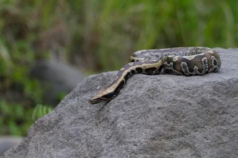 Sumatran Red Blood Python (Python curtis curtis) commonly known as red short-tai Photos