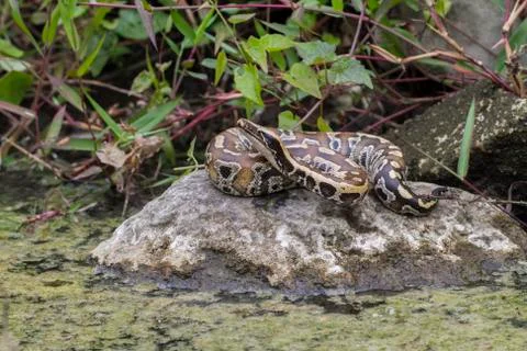 Sumatran Red Blood Python (Python curtis curtis) commonly known as red short-tai Stock Photos