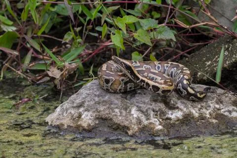 Sumatran Red Blood Python (Python curtis curtis) commonly known as red short-tai Foto stock
