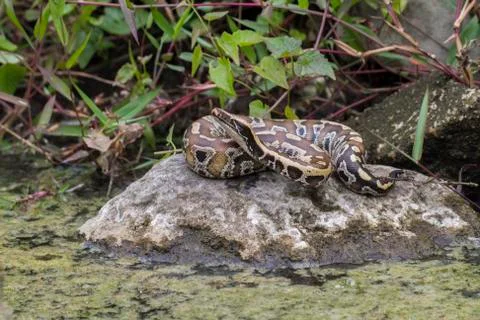 Sumatran Red Blood Python (Python curtis curtis) commonly known as red short-tai 스톡 사진