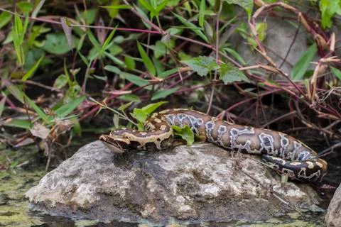 Sumatran Red Blood Python (Python curtis curtis) commonly known as red short-tai Photos