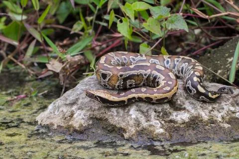 Sumatran Red Blood Python (Python curtis curtis) commonly known as red short-tai 写真素材