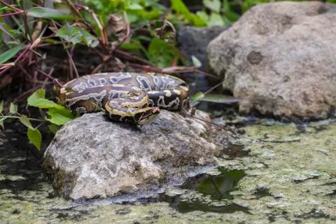 Sumatran Red Blood Python (Python curtis curtis) commonly known as red short-tai 스톡 사진