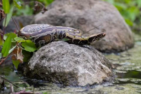 Sumatran Red Blood Python (Python curtis curtis) commonly known as red short-tai Stock Photos