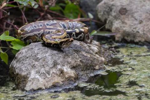 Sumatran Red Blood Python (Python curtis curtis) commonly known as red short-tai 写真素材