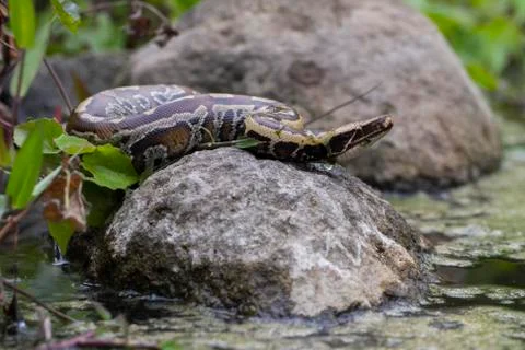 Sumatran Red Blood Python (Python curtis curtis) commonly known as red short-tai Stock Photos