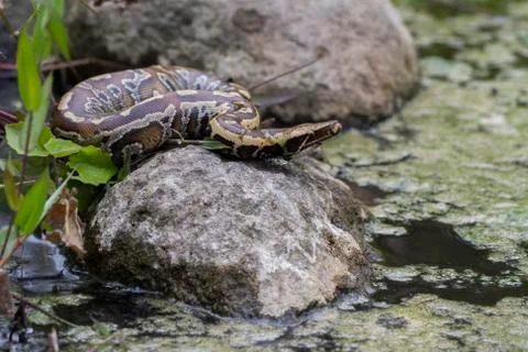 Sumatran Red Blood Python (Python curtis curtis) commonly known as red short-tai Stock Photos