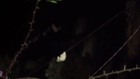 Sumatran slow loris or Nycticebus coucang Stock Footage 272906853