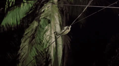 Sumatran slow loris or Nycticebus coucang Stock Footage 272906854
