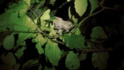 Sumatran slow loris or Nycticebus coucang Stock Footage 272906855