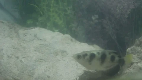 Sumatran tiger barb,Puntigrus tetrazona fish Stock Footage