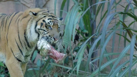 Sumatran Tiger Carrying Large Raw Bone in Mouth at Australia Zoo Stock Footage 335268005
