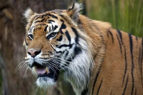 Sumatran Tiger close up Stock Photos