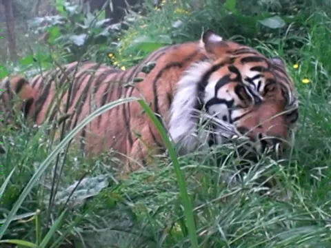 Sumatran Tiger Eating 스톡 동영상 36566982