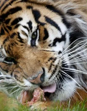 Sumatran Tiger Eating Stock Photos