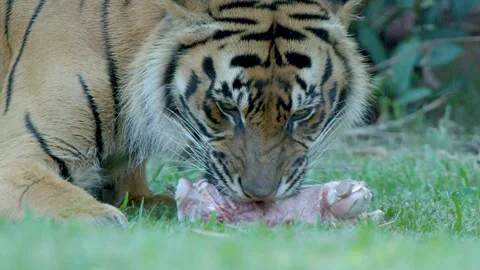 Sumatran Tiger Eating Raw Meat on Grass at Australia Zoo Stock Footage 335004807
