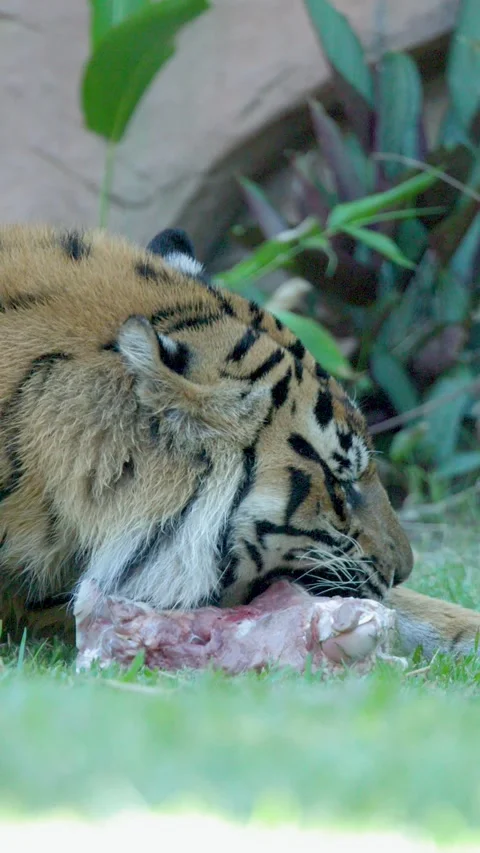 Sumatran Tiger Eating Raw Meat at Australia Zoo in Queensland Stock Footage 335006796
