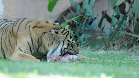 Sumatran Tiger Eating Raw Meat on Grass at Australia Zoo Stock Footage 335195154