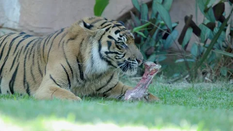 Sumatran Tiger Eating Raw Meat on Grass at Australia Zoo Stock Footage 335195162