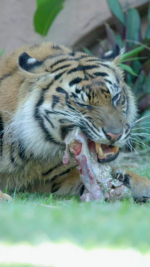 Sumatran Tiger Eating Raw Meat on Grass at Australia Zoo Stock Footage 335507863
