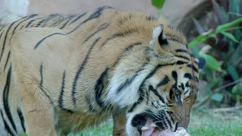Sumatran Tiger Eating Raw Meat at Australia Zoo in Queensland Stock Footage 335507865