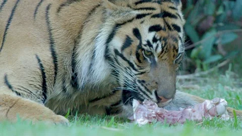 Sumatran Tiger Eating Raw Meat on Grass at Australia Zoo Stock Footage 335612257