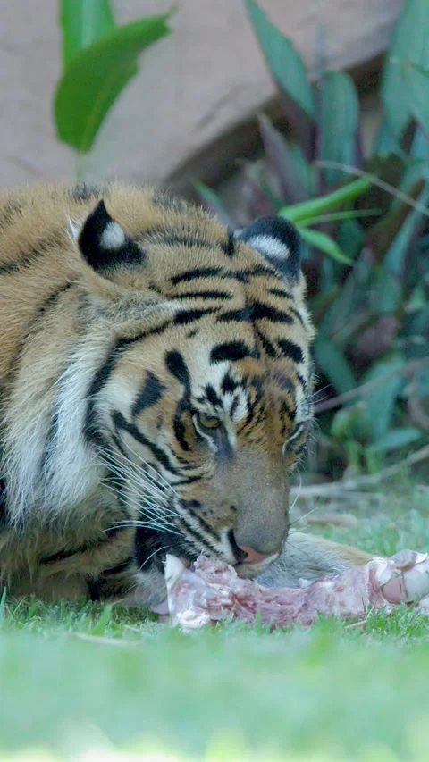 Sumatran Tiger Eating Raw Meat on Grass at Australia Zoo Stock Footage 335612260