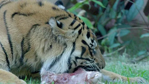 Sumatran Tiger Eating Raw Meat on Grass at Australia Zoo Stock Footage 335734585