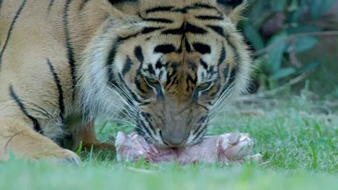 Sumatran Tiger Eating Raw Meat on Grass at Australia Zoo Stock Footage 335738763