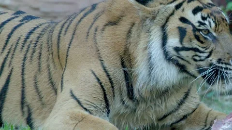 Sumatran Tiger Eating Raw Meat on Grass at Australia Zoo Stock Footage 336522101