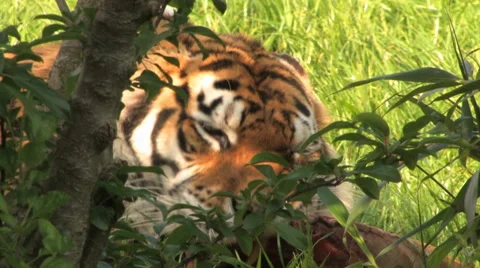 Sumatran Tiger eats his kill in undergrowth. Stock-Footage 64148276