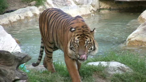 Sumatran Tiger Stock Footage