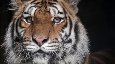 Sumatran tiger Video stock 81755095