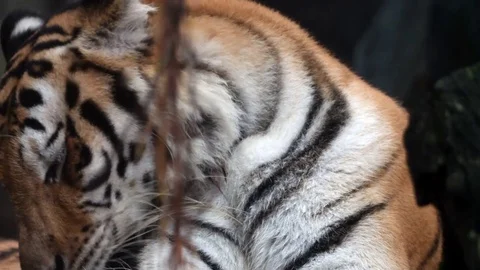 Sumatran tiger Video stock 81755309