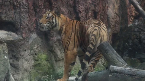 Sumatran Tiger Video stock 119134431